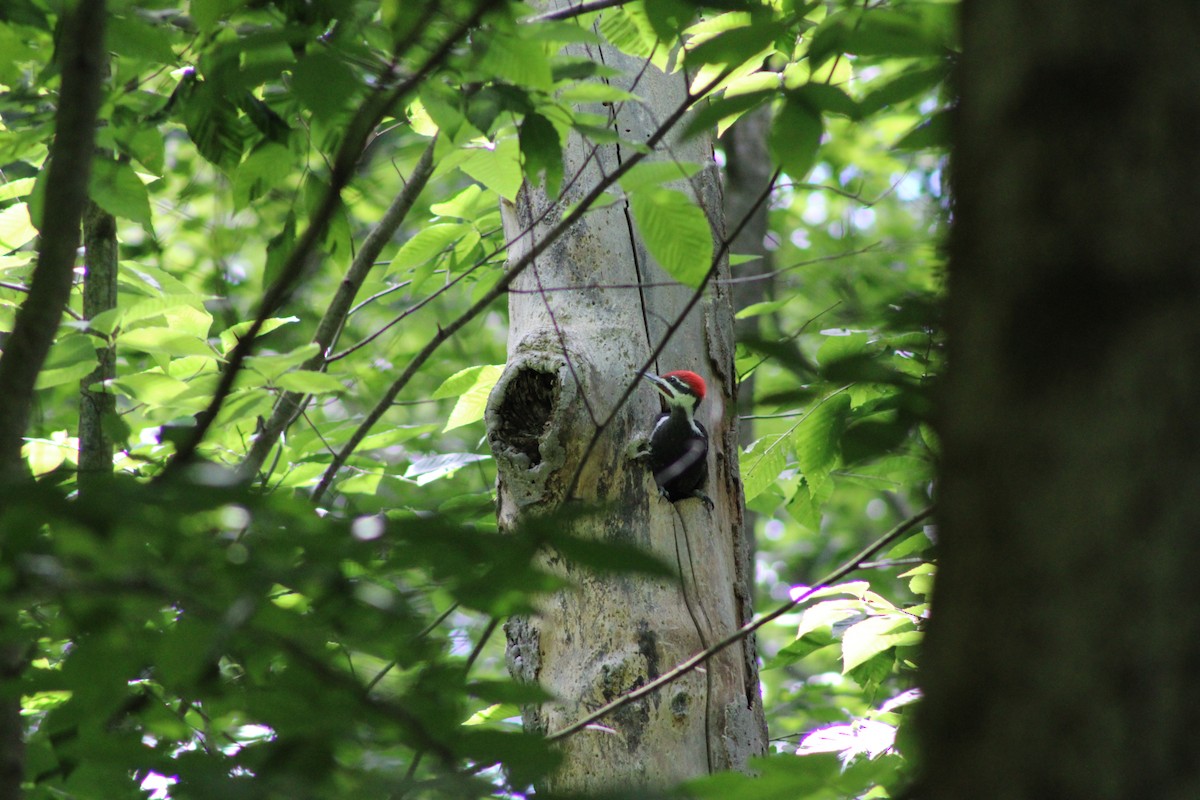 Pileated Woodpecker - ML620197897