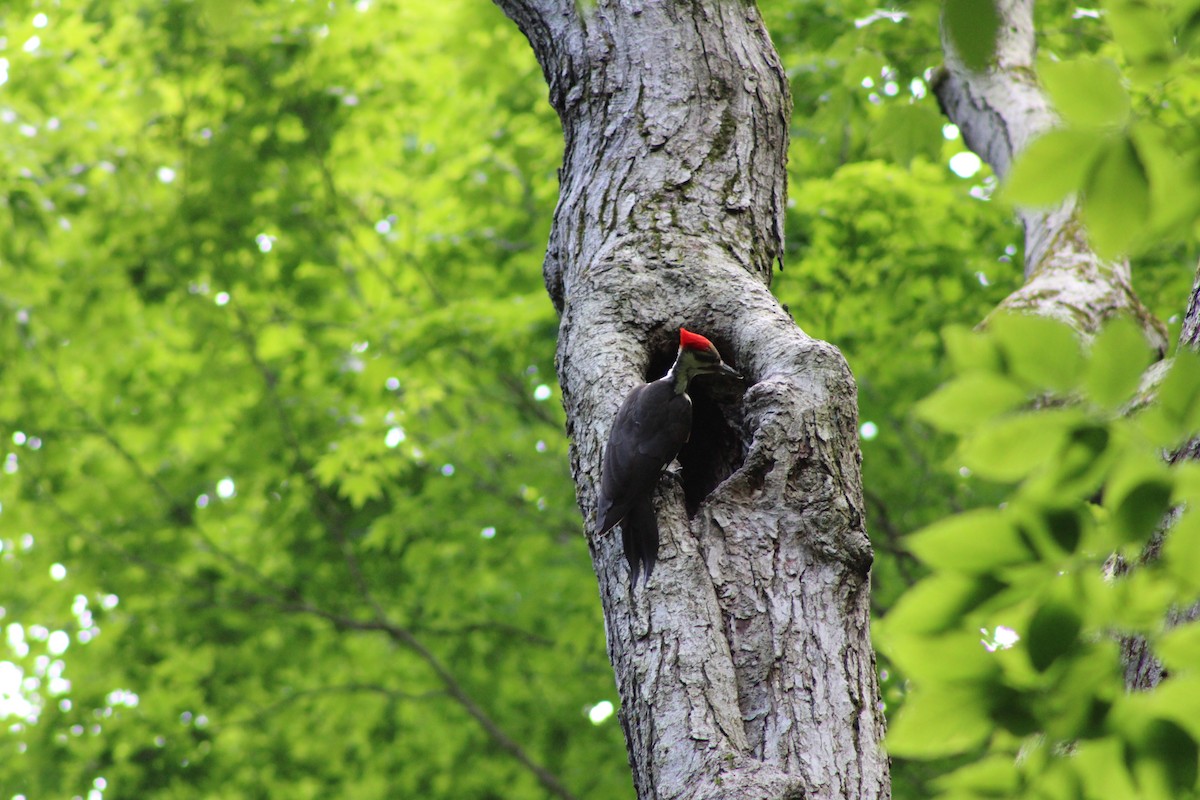 Pileated Woodpecker - ML620197899