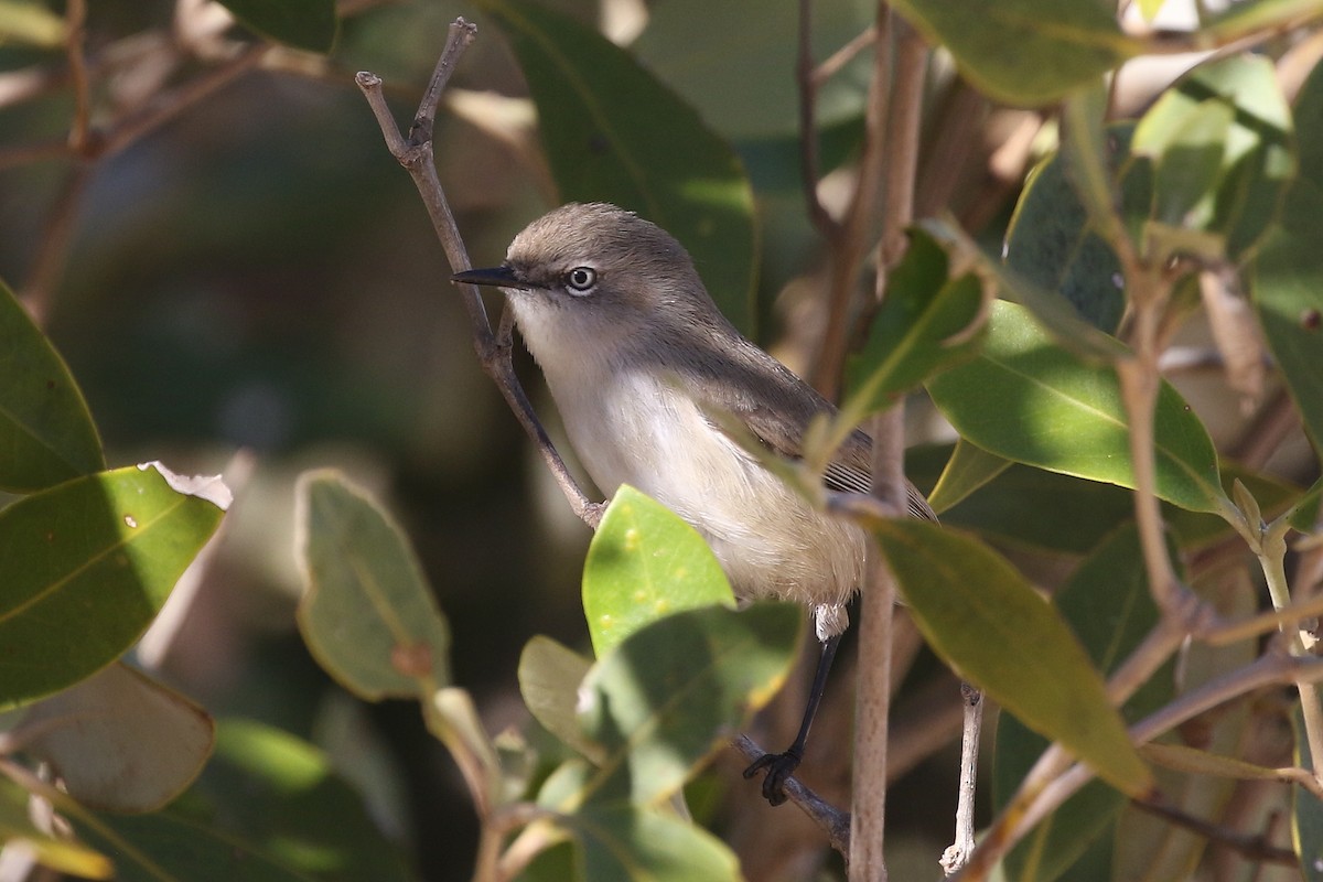 Dusky Gerygone - John  Edmond