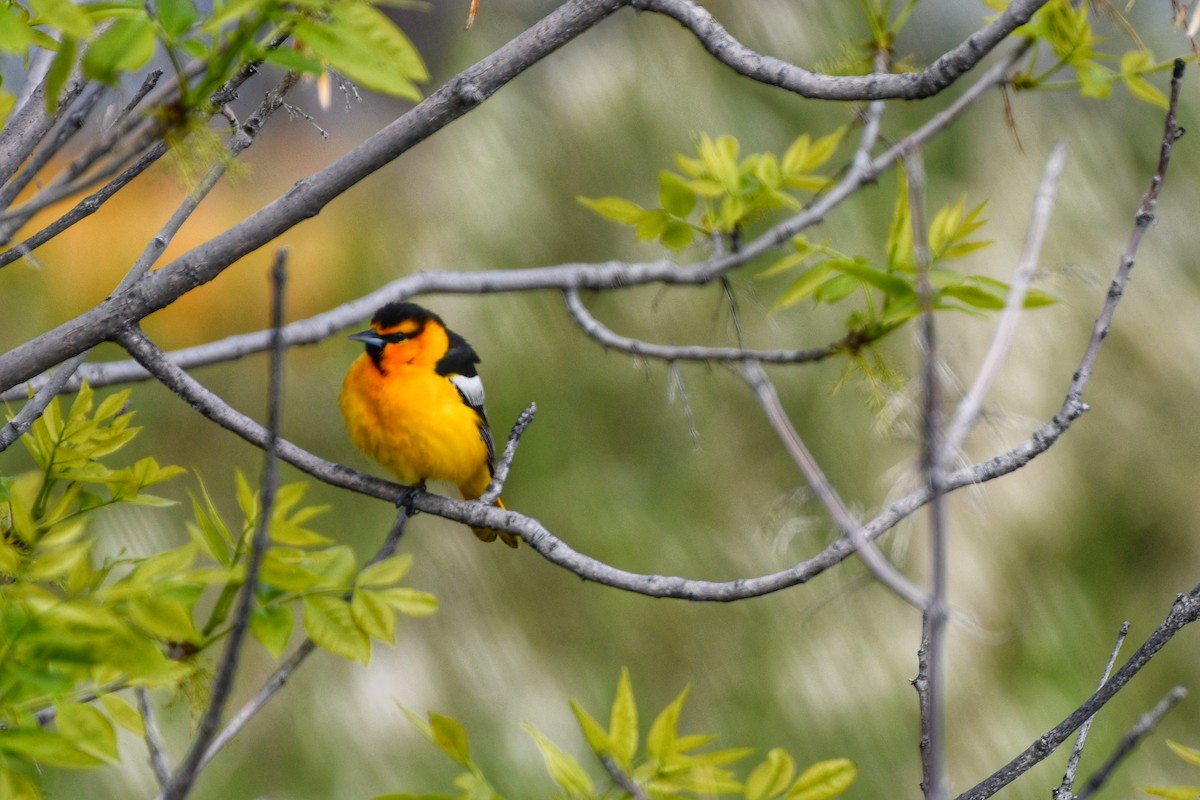 Bullock's Oriole - ML620197912