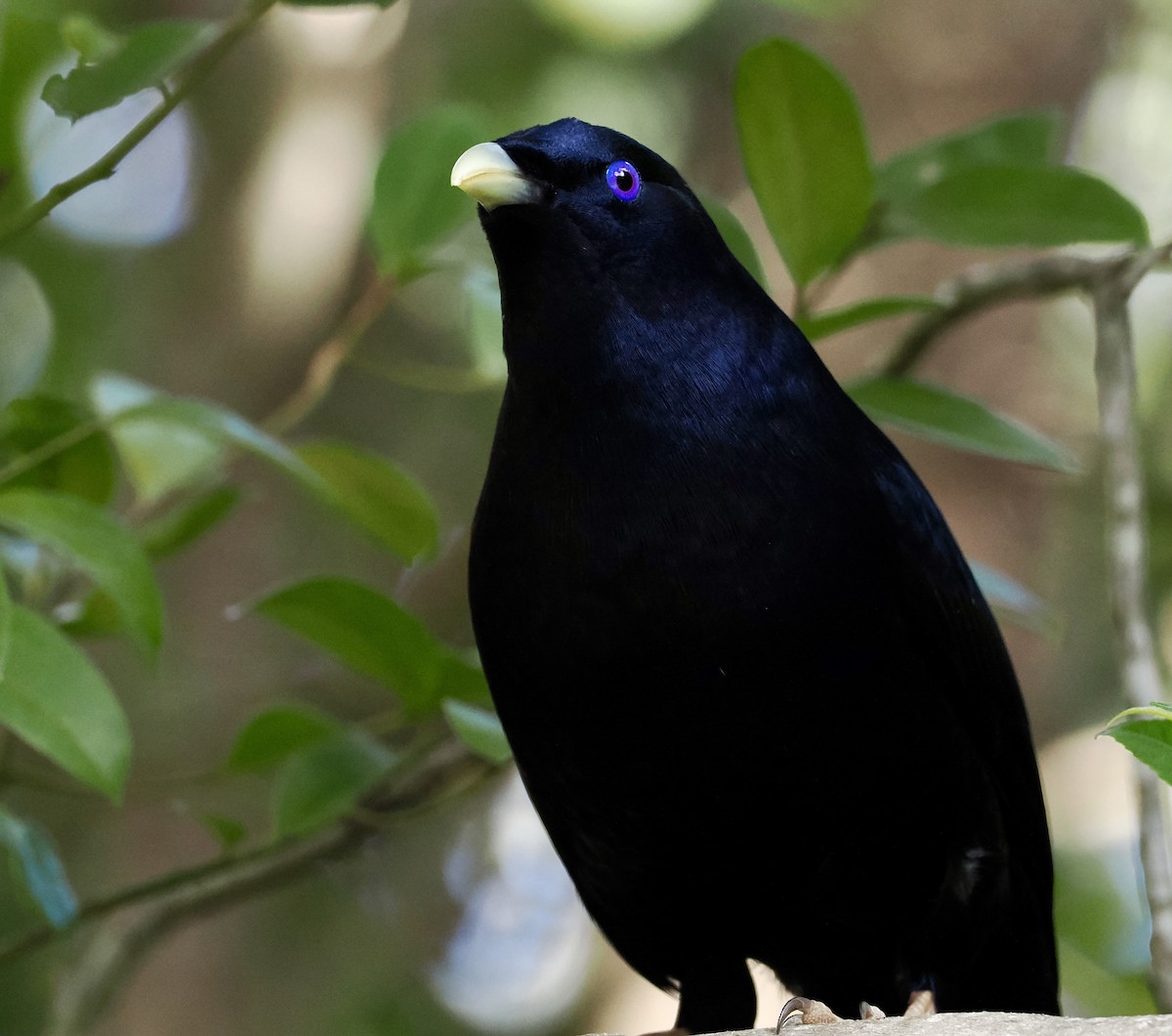 Satin Bowerbird - ML620197916