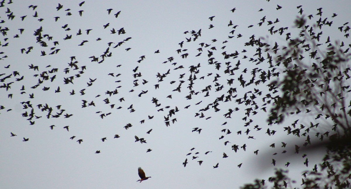 European Starling - ML620197917