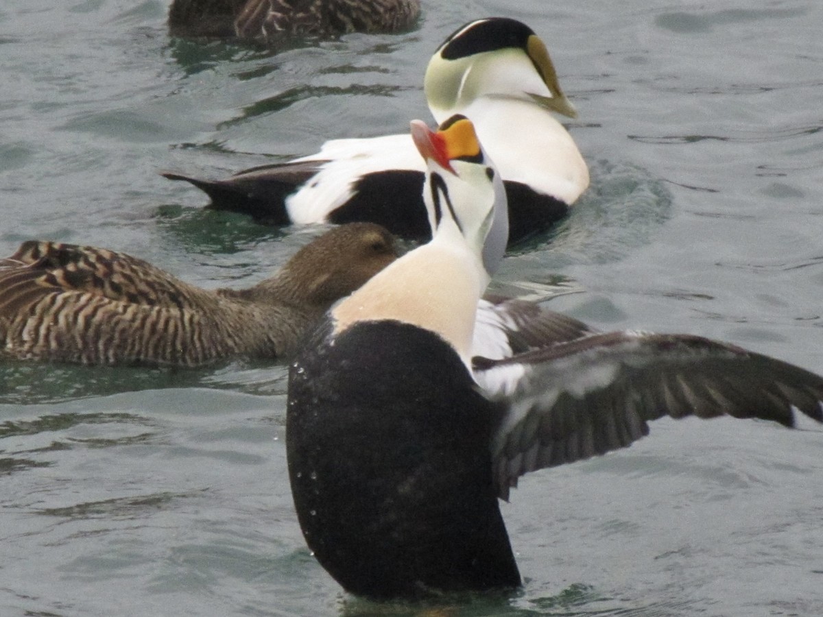 King Eider - ML620197926