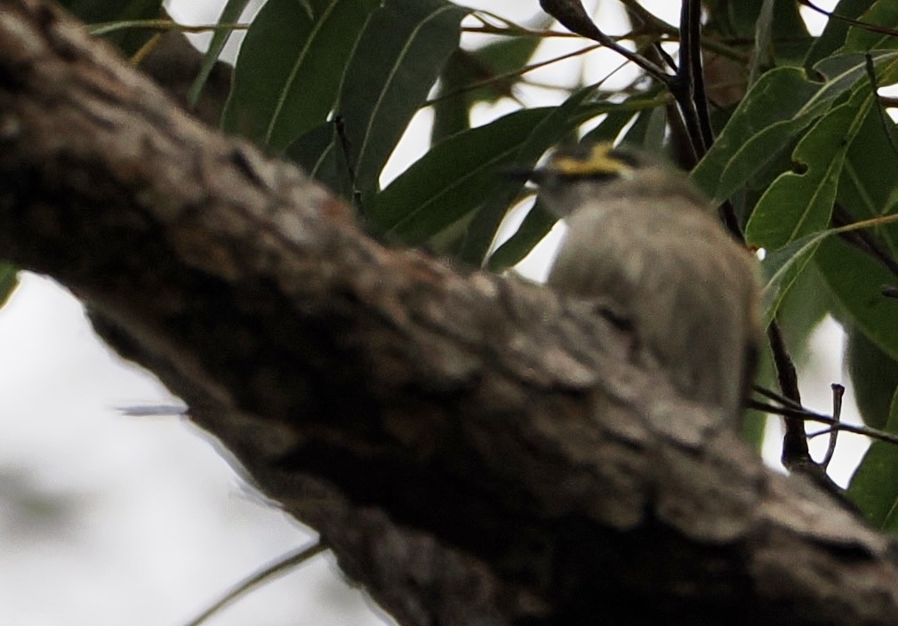 Yellow-faced Honeyeater - ML620197928