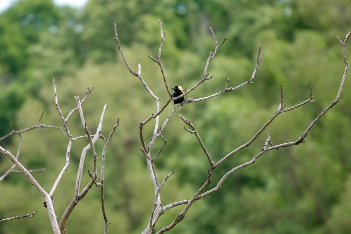 bobolink americký - ML620197931