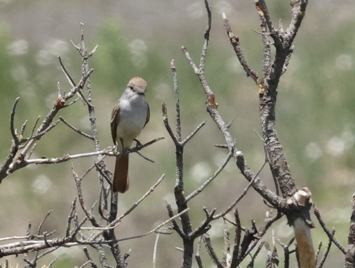 Ash-throated Flycatcher - ML620197934