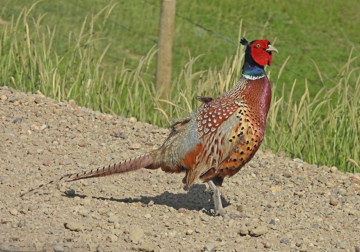 Ring-necked Pheasant - ML620197942