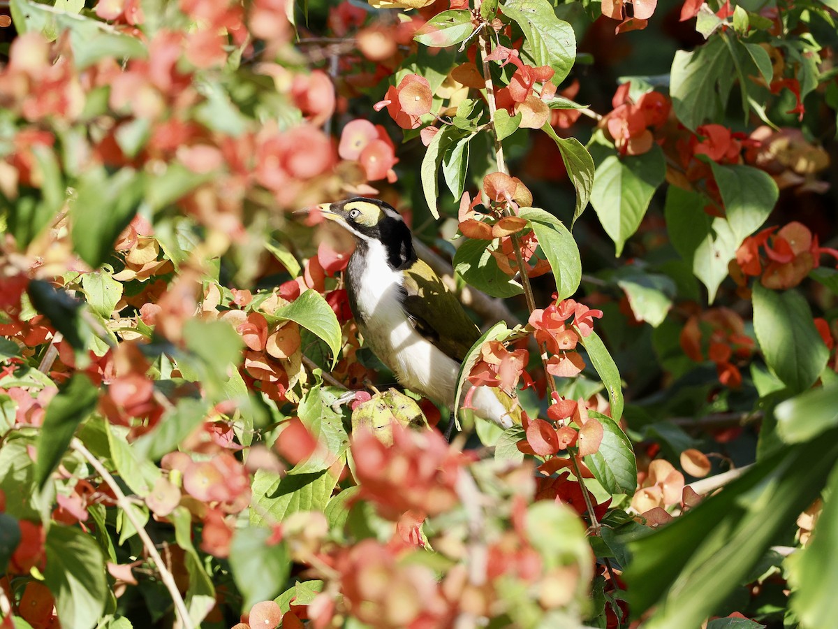 Blue-faced Honeyeater - ML620197943