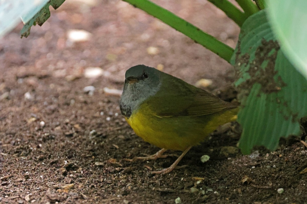 Graukopf-Waldsänger - ML620197944