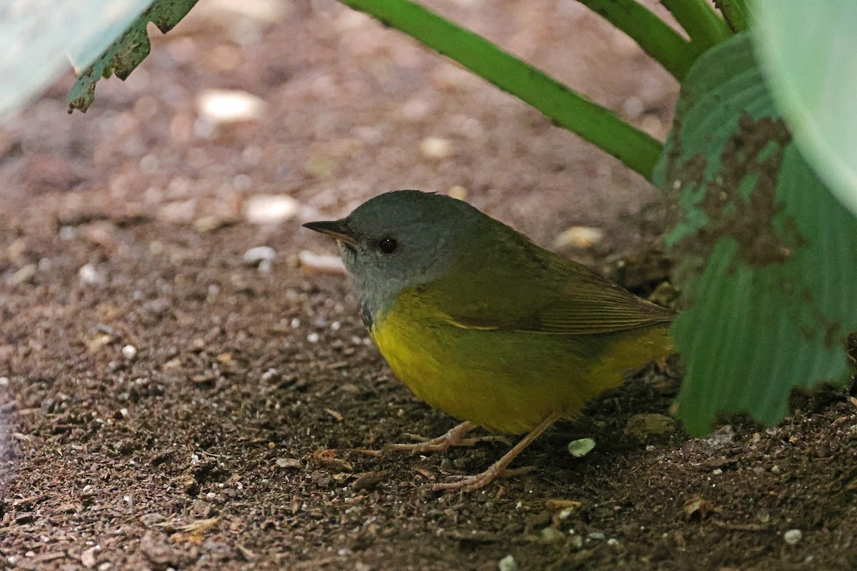 Mourning Warbler - ML620197945