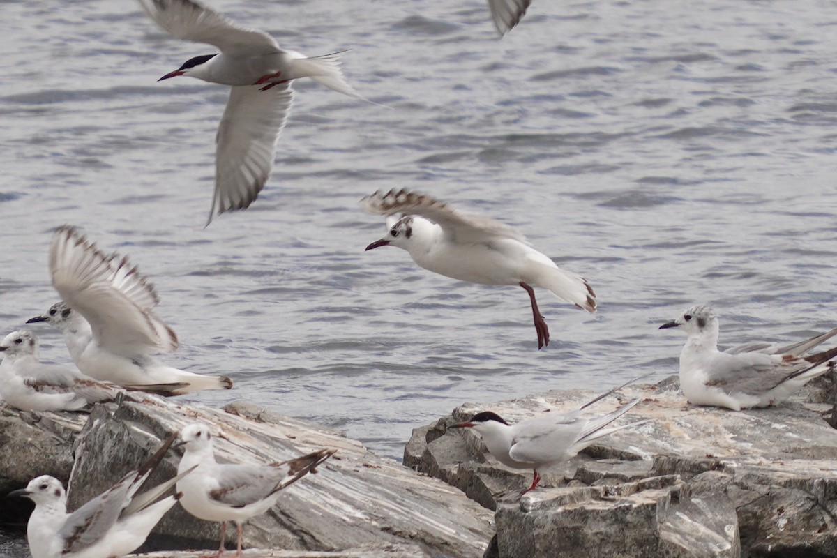 Mouette rieuse - ML620197948