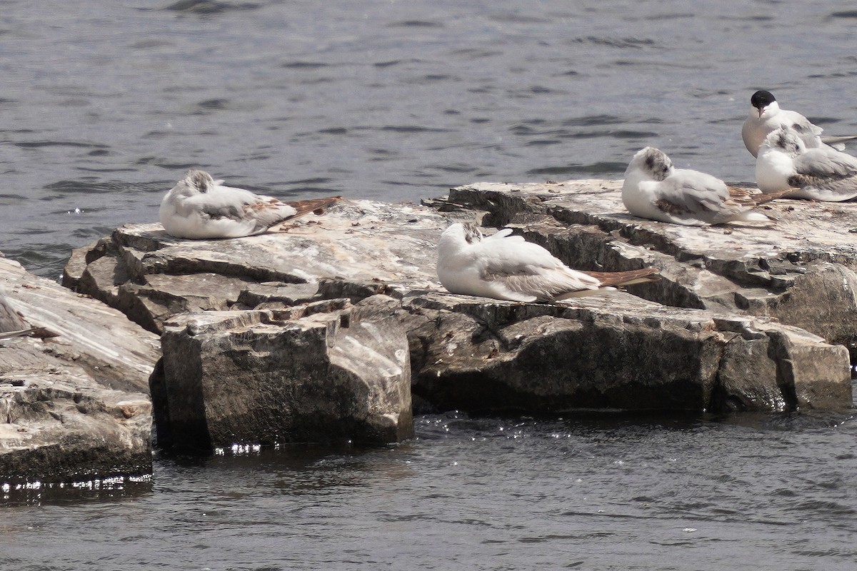 Mouette rieuse - ML620197951