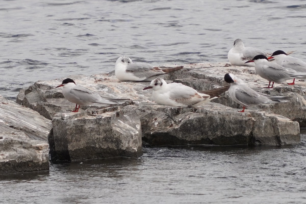 Black-headed Gull - ML620197956