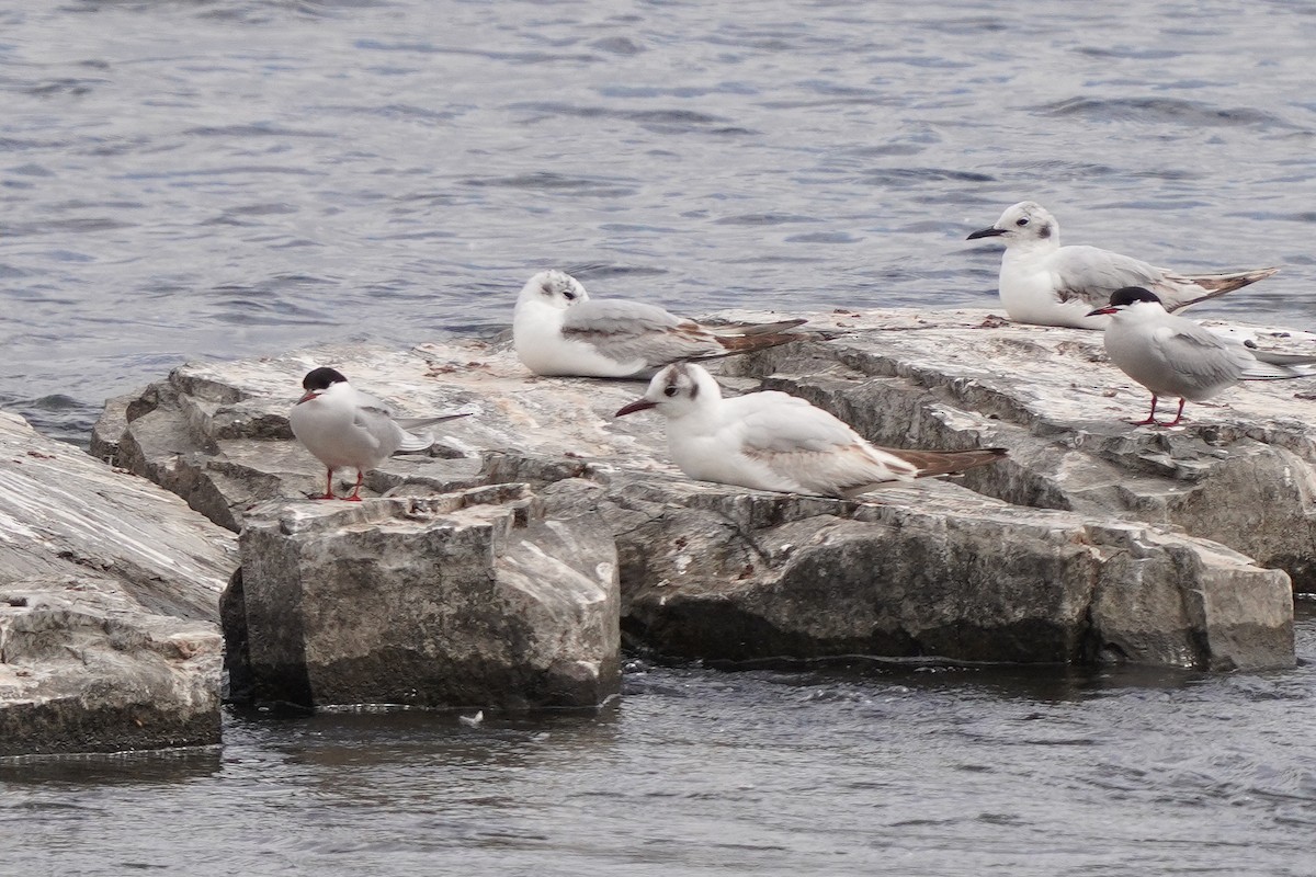 Black-headed Gull - ML620197959