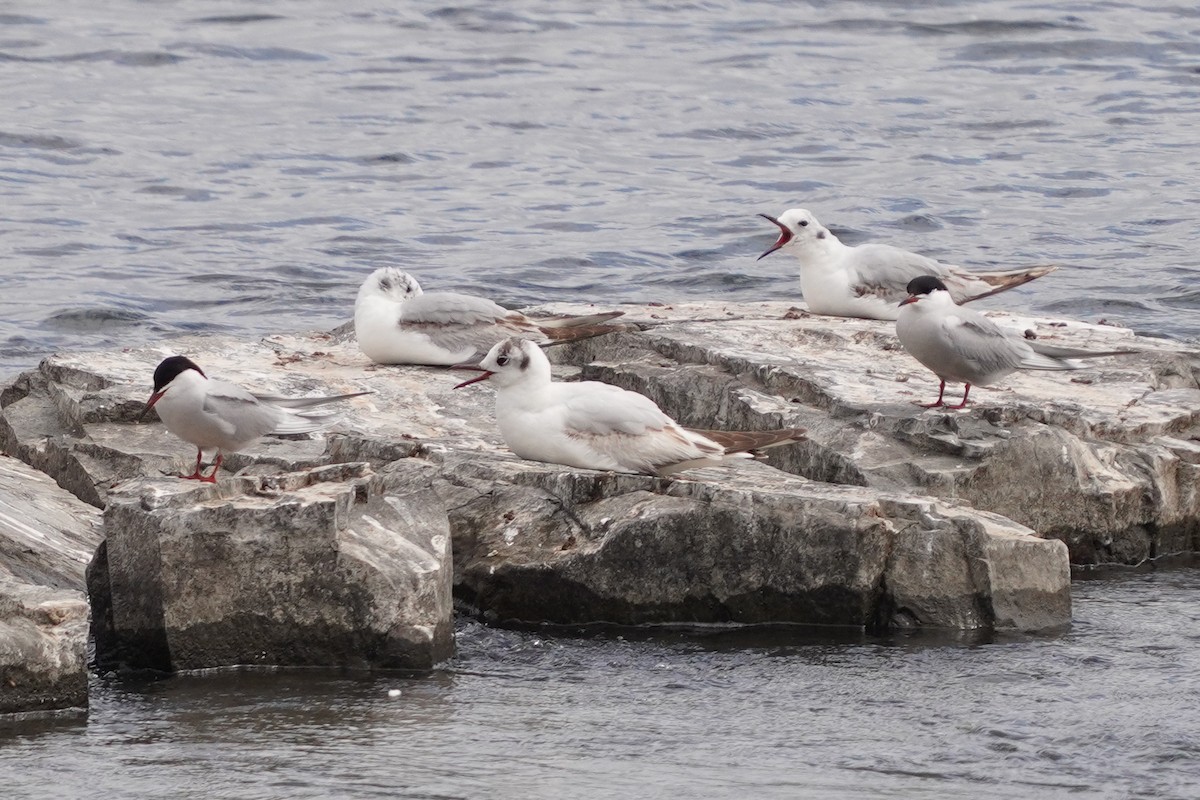 Gaviota Reidora - ML620197960