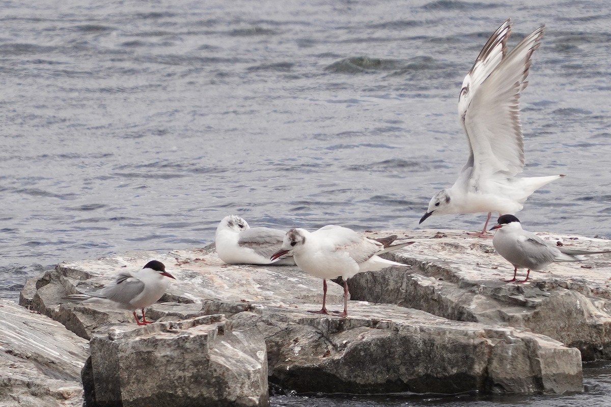 Black-headed Gull - ML620197963