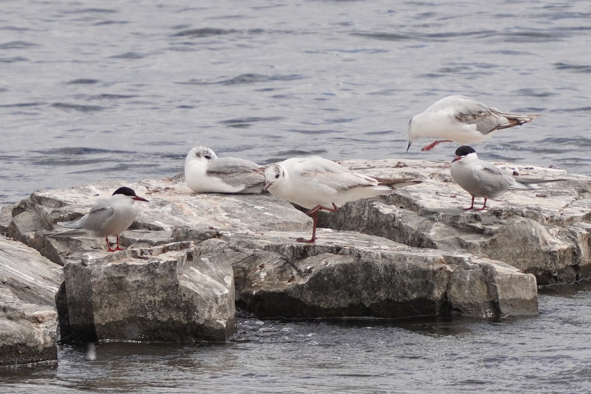 Black-headed Gull - ML620197964