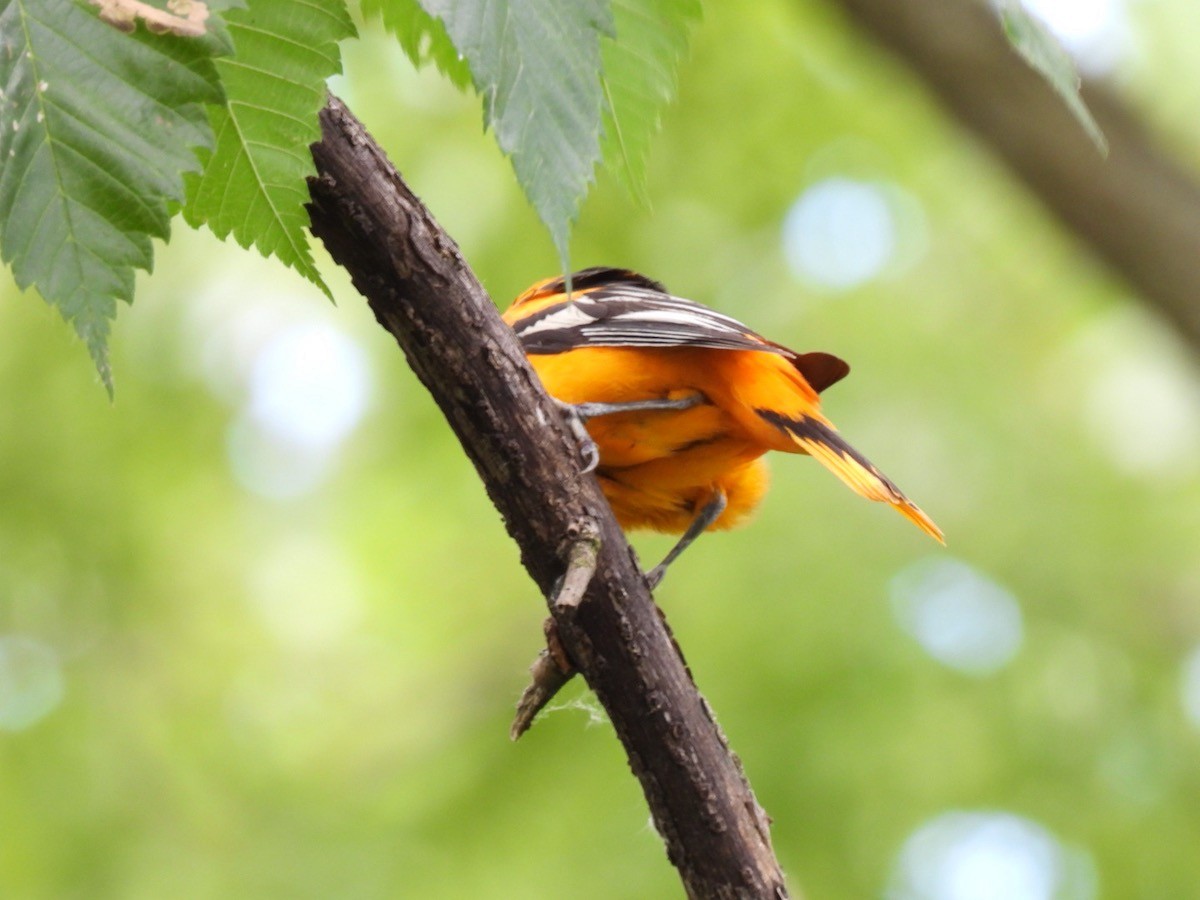 Baltimore Oriole - ML620197971