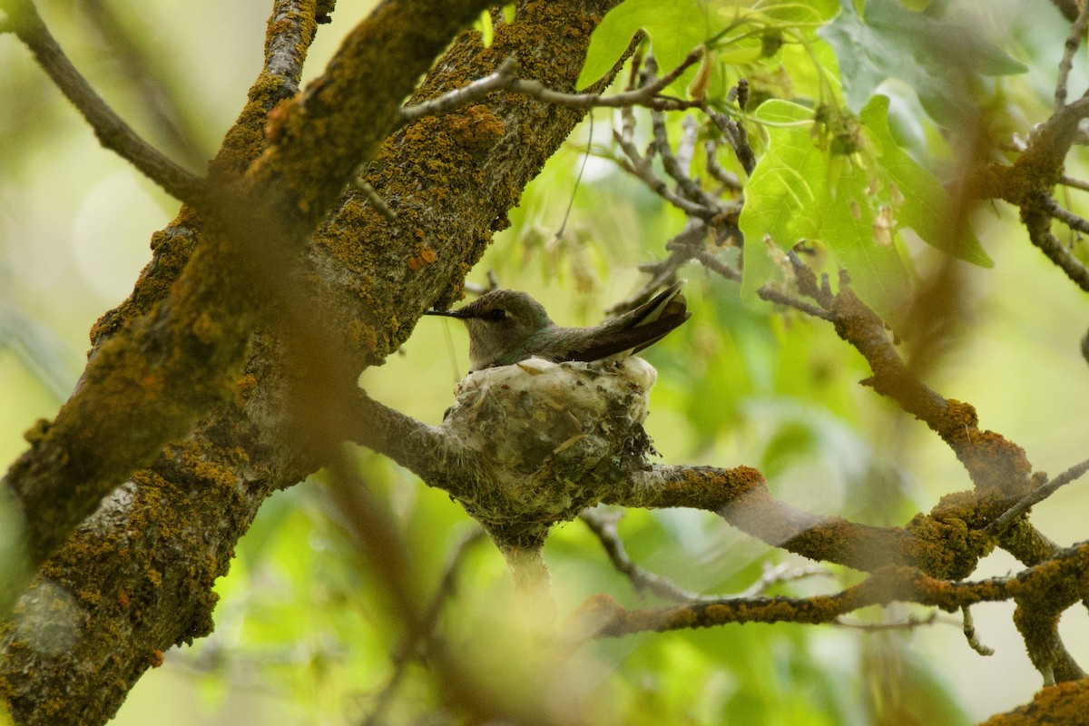 Black-chinned Hummingbird - ML620197973