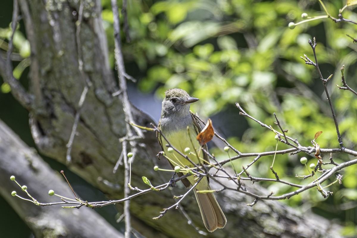 Great Crested Flycatcher - ML620197974