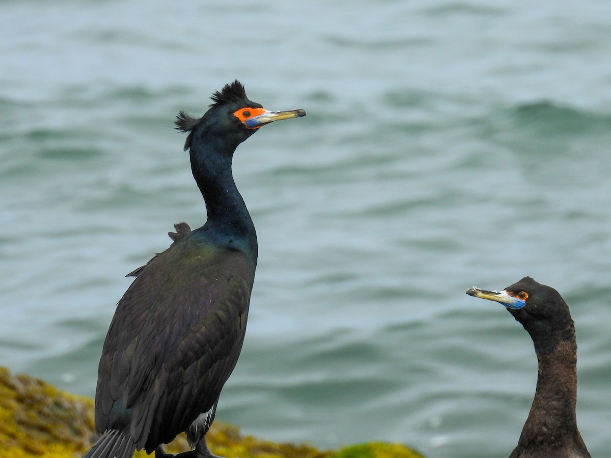 Red-faced Cormorant - ML620197978