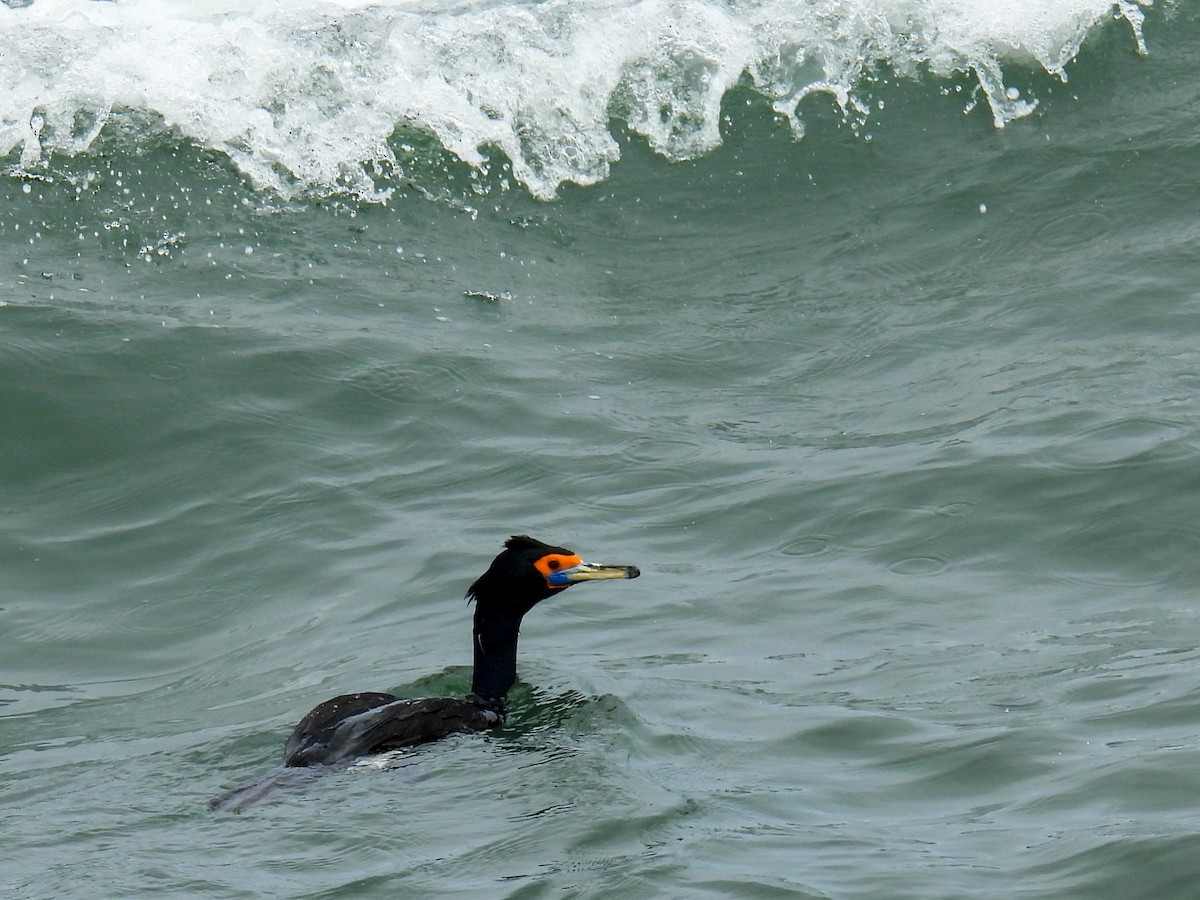 Red-faced Cormorant - ML620197980