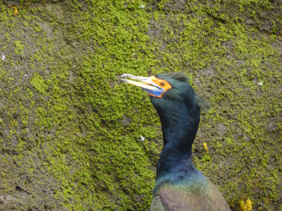 Red-faced Cormorant - ML620197981