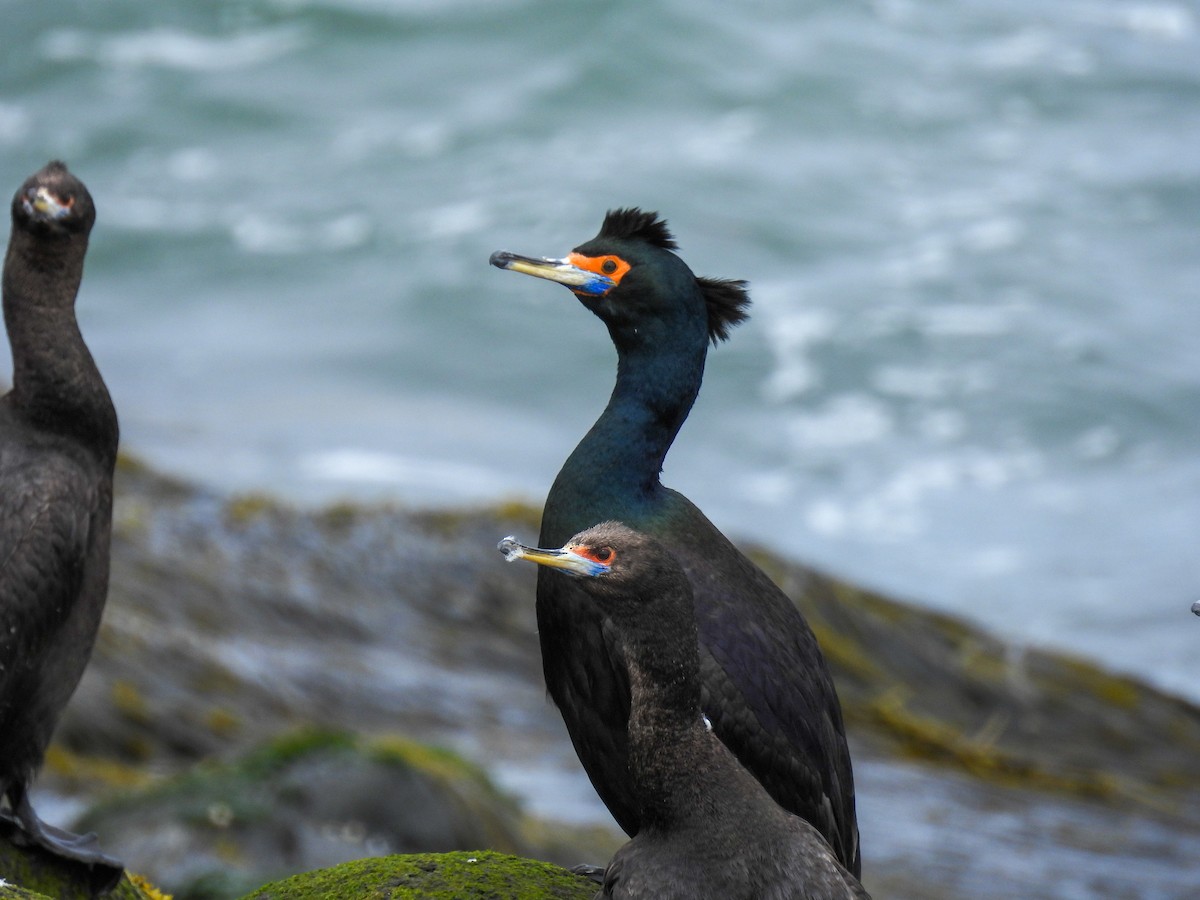 Red-faced Cormorant - ML620197982