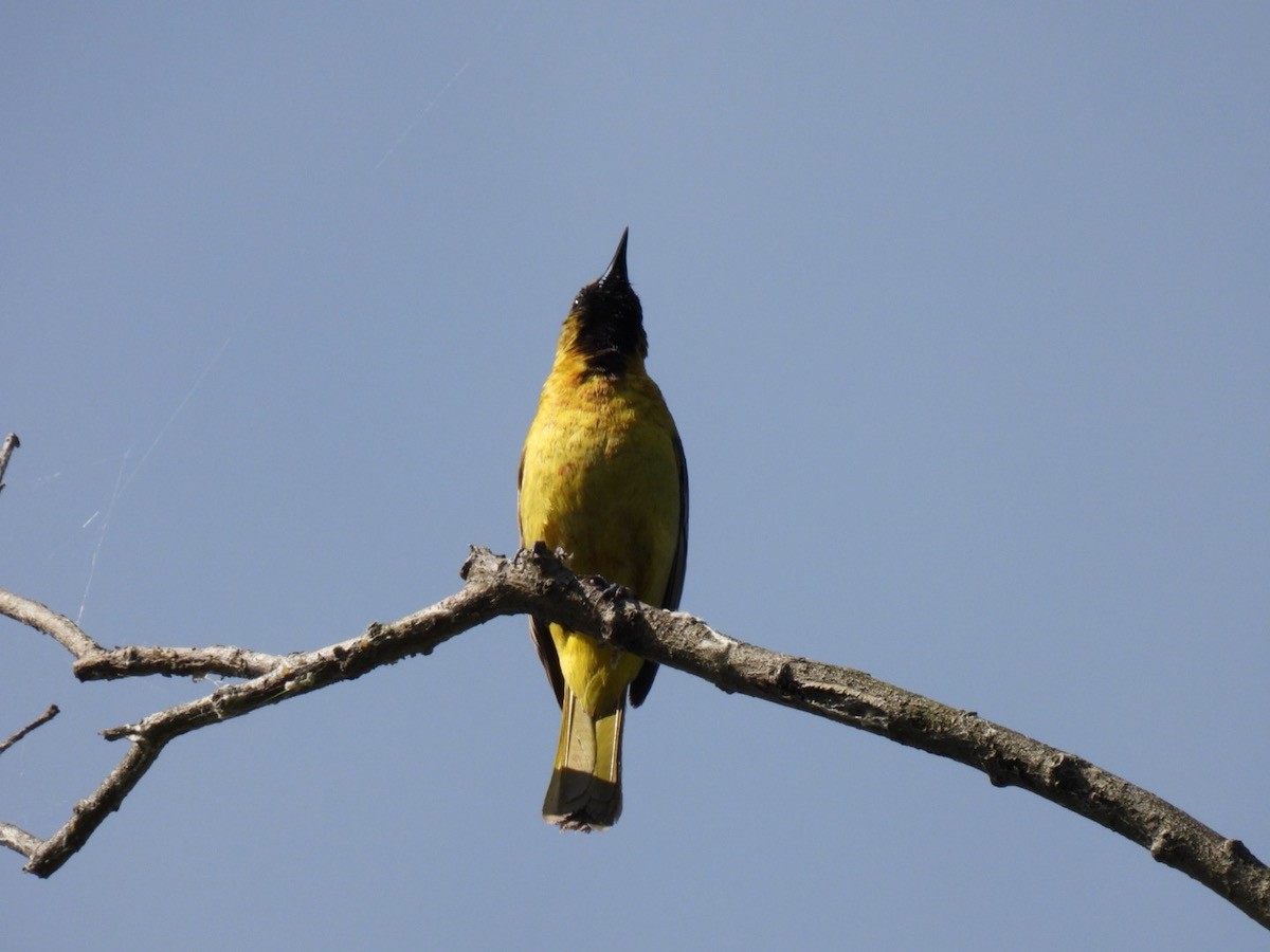Orchard Oriole - ML620197983