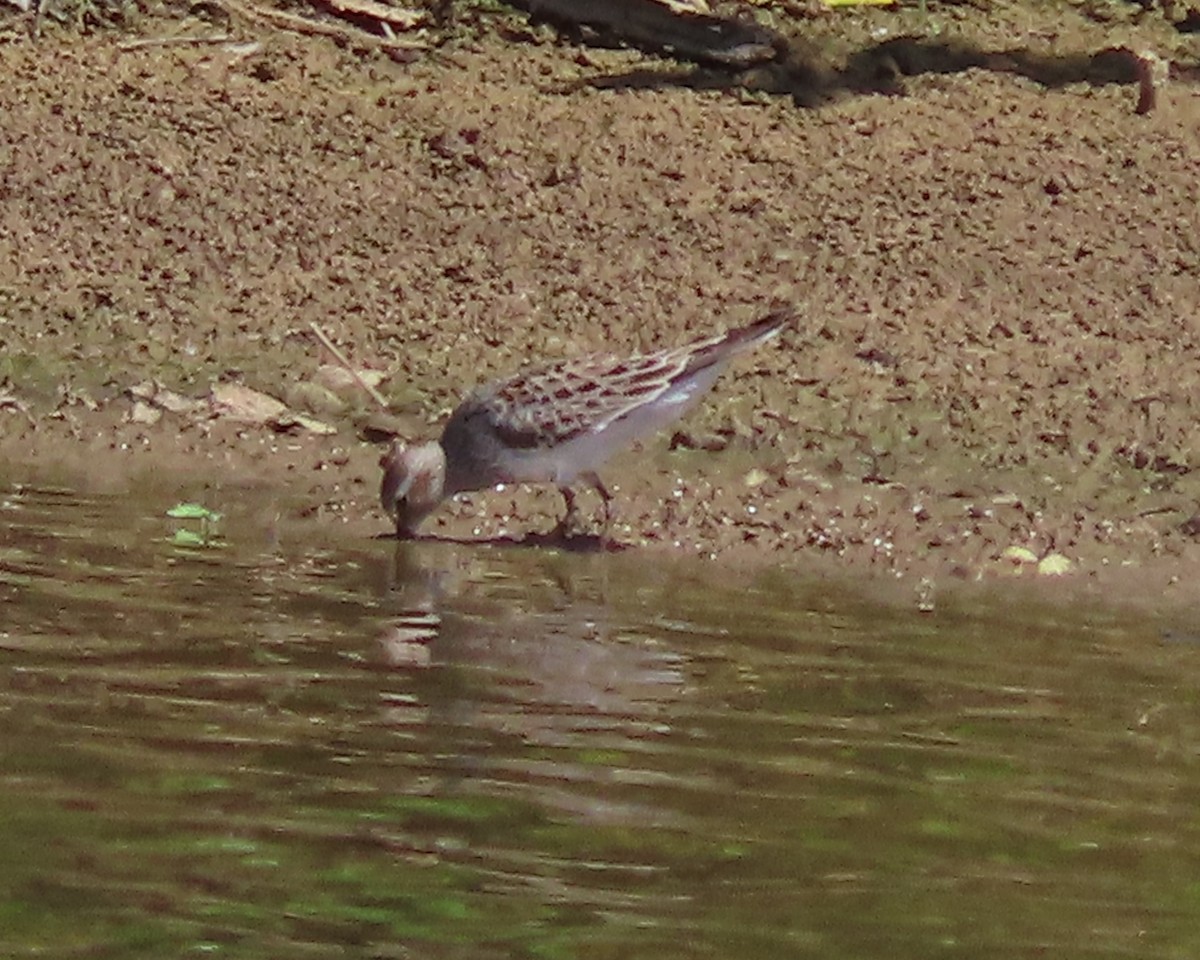 White-rumped Sandpiper - ML620197988