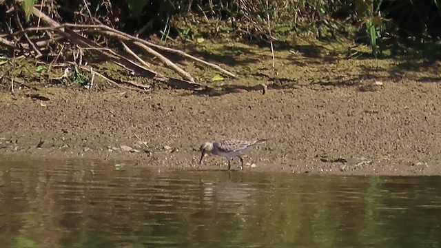 Weißbürzel-Strandläufer - ML620198003