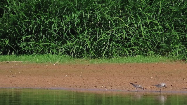 Weißbürzel-Strandläufer - ML620198007