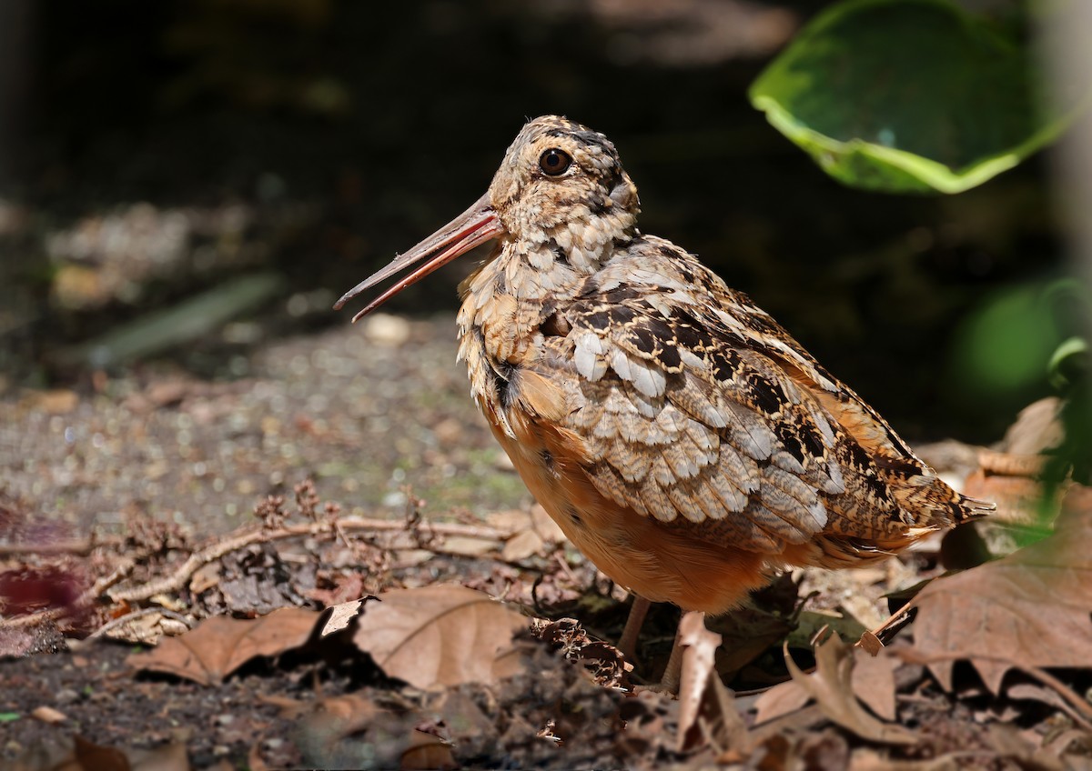 American Woodcock - ML620198008