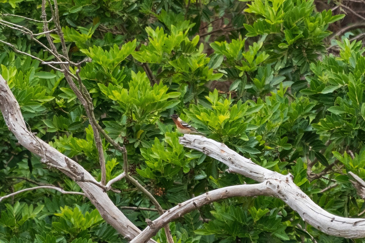 Bay-breasted Warbler - ML620198019