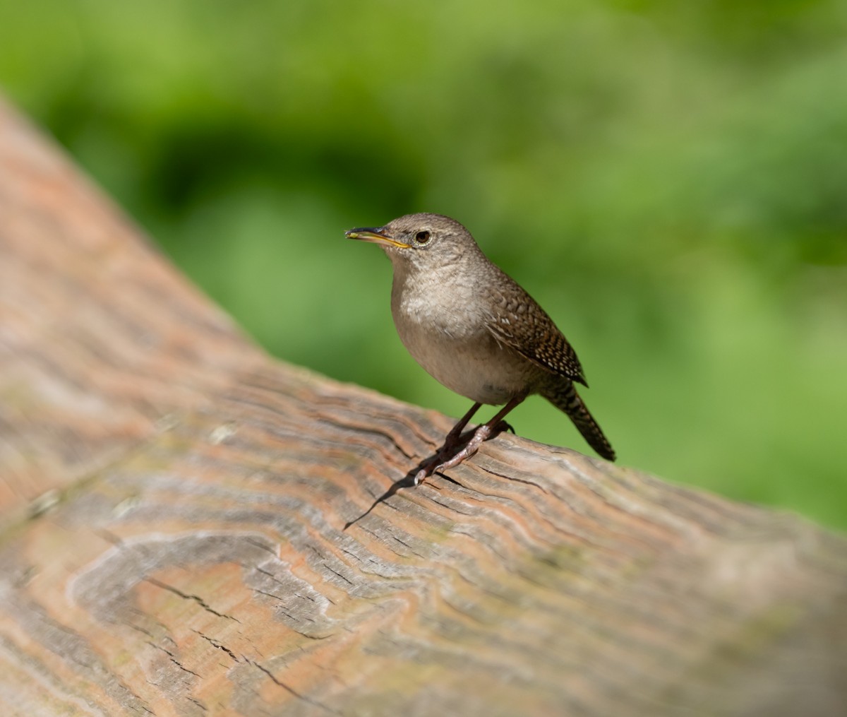 House Wren - ML620198020