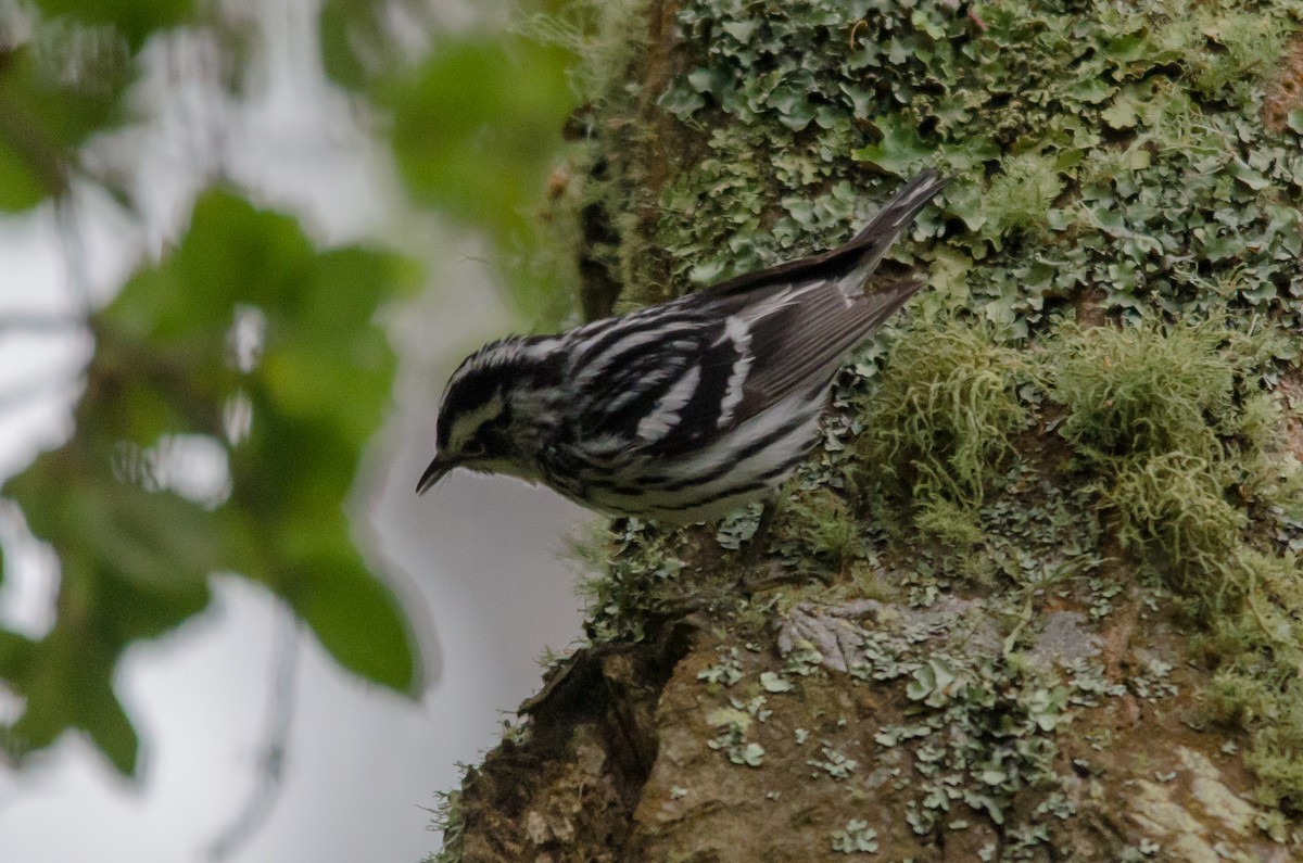 Black-and-white Warbler - Liam Murphy