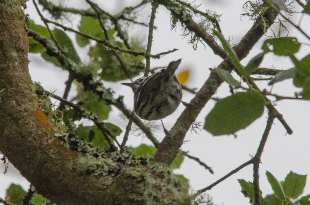 Black-and-white Warbler - ML620198025