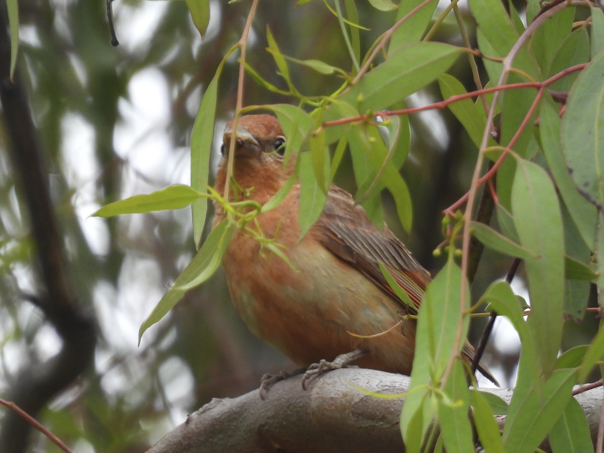 Summer Tanager - Jeanette Stone