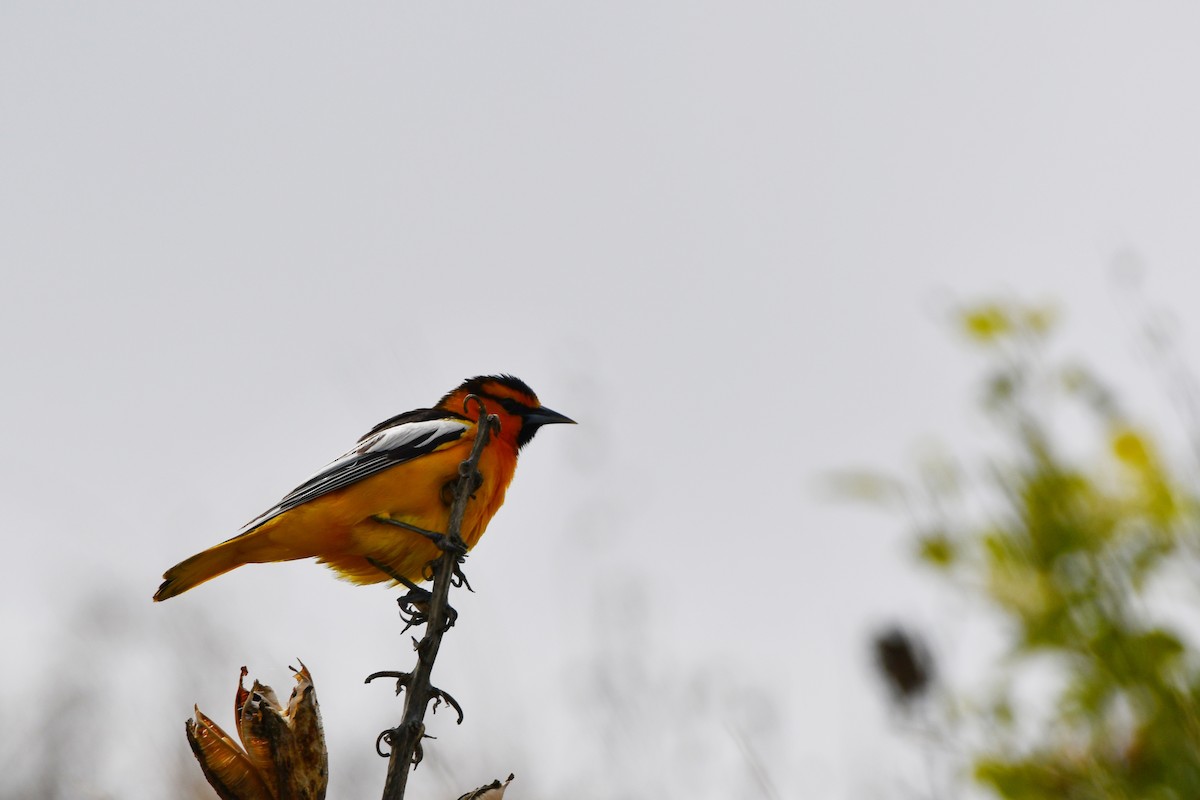 Bullock's Oriole - ML620198039