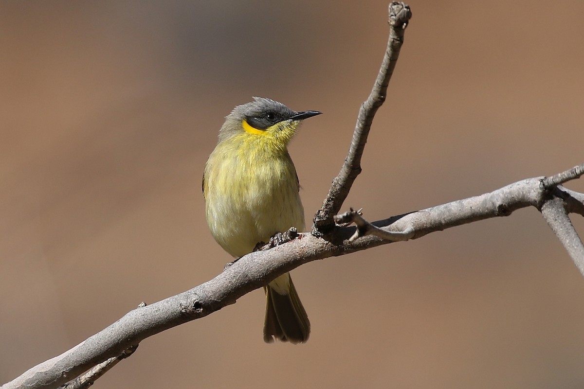 Gray-headed Honeyeater - ML620198046