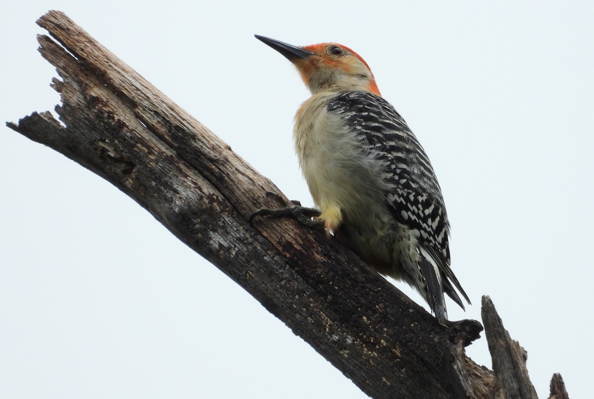 Red-bellied Woodpecker - ML620198055