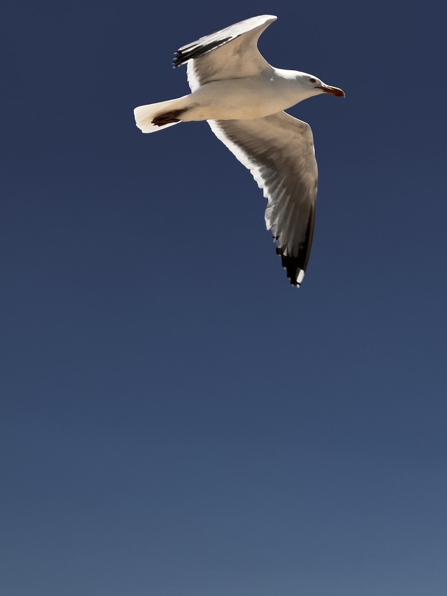 Laughing Gull - ML620198066