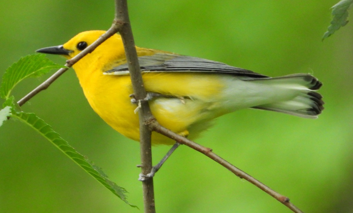 Prothonotary Warbler - ML620198067