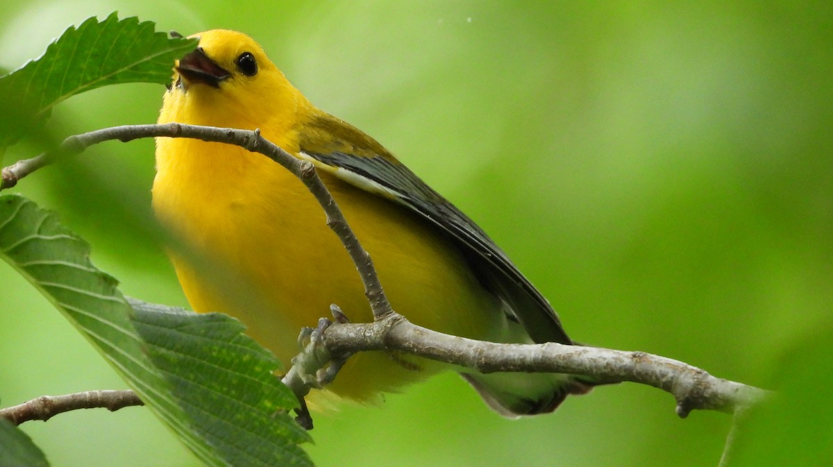Prothonotary Warbler - ML620198068