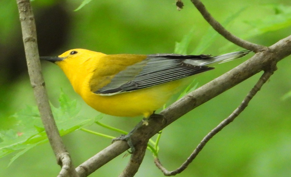 Prothonotary Warbler - ML620198069