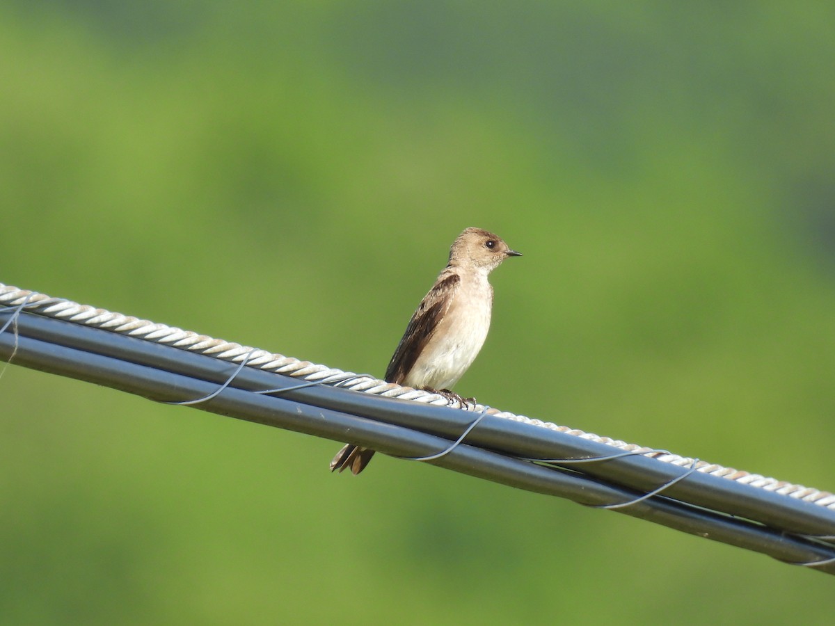 Northern Rough-winged Swallow - ML620198085