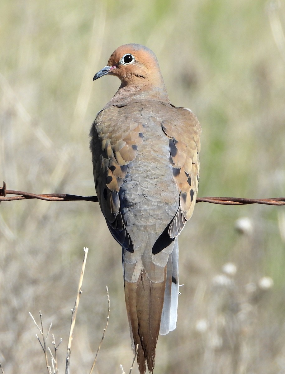 Mourning Dove - ML620198092