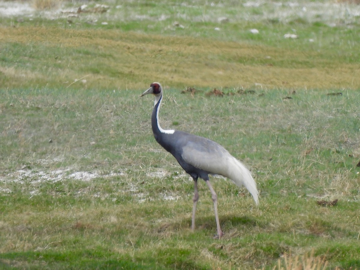 White-naped Crane - ML620198101