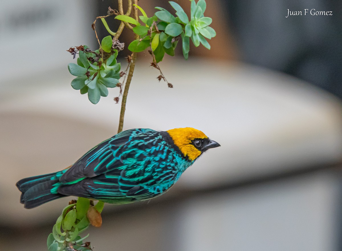Saffron-crowned Tanager - ML620198108