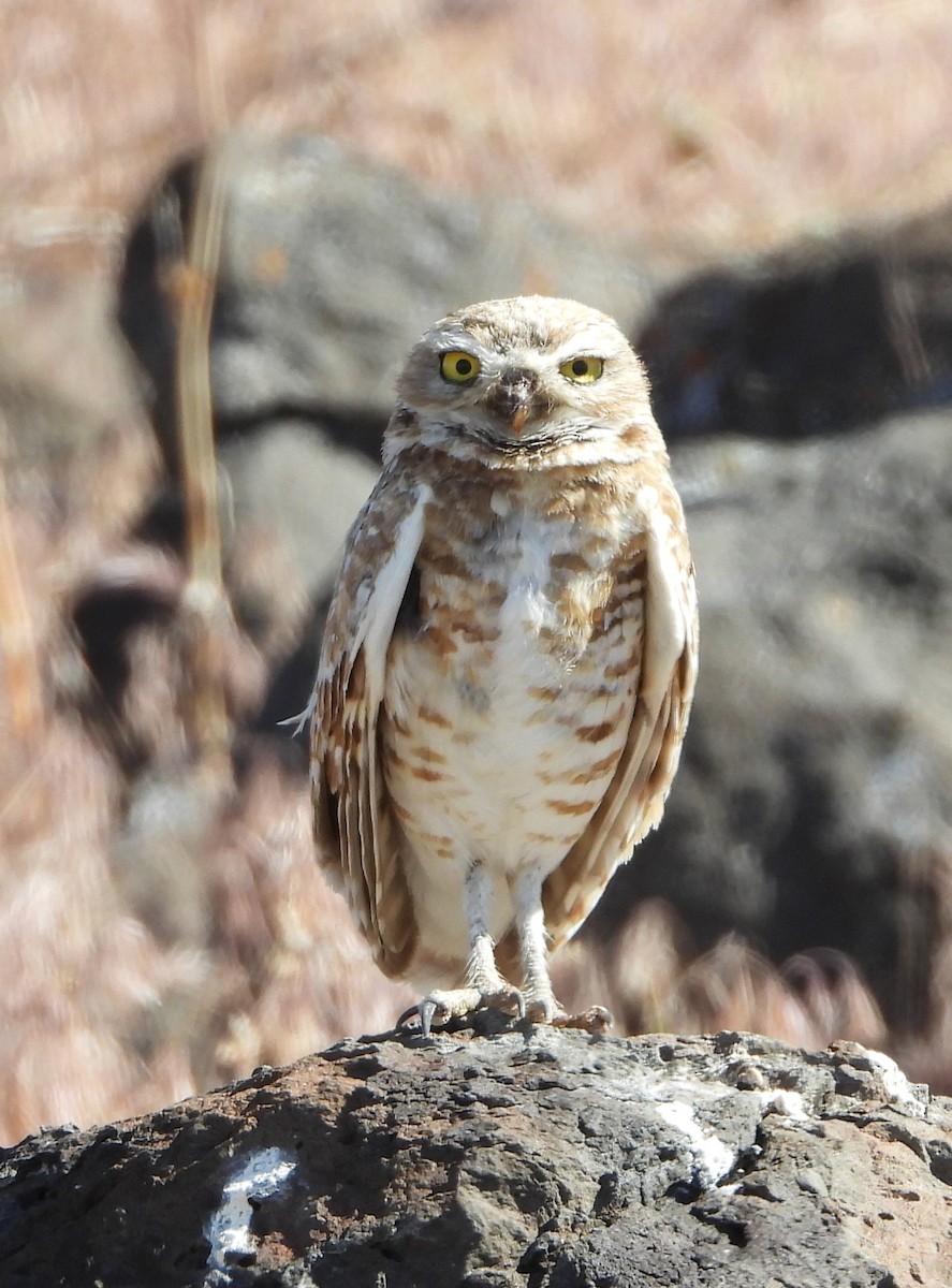 Burrowing Owl - ML620198109